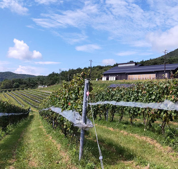 かわうちワイナリーぶどう畑