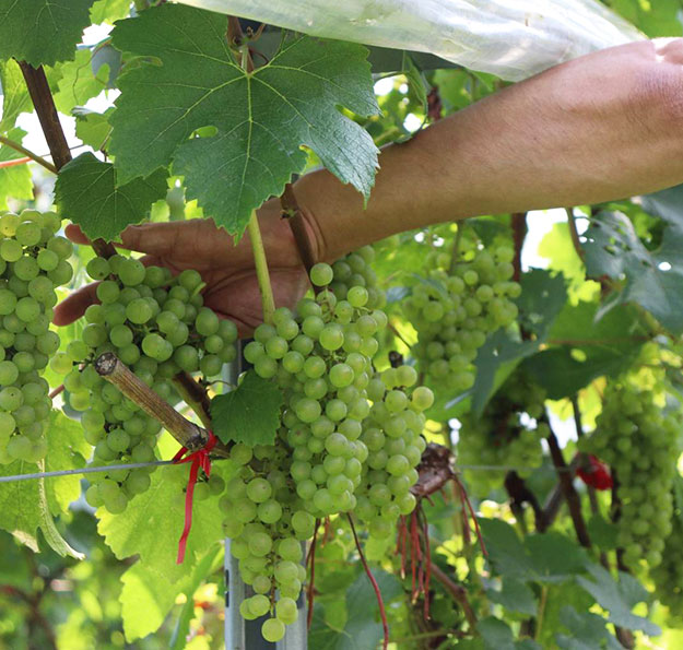 ぶどう収穫シーン